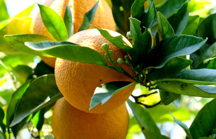 Quels sont les bienfaits des oranges bio ?